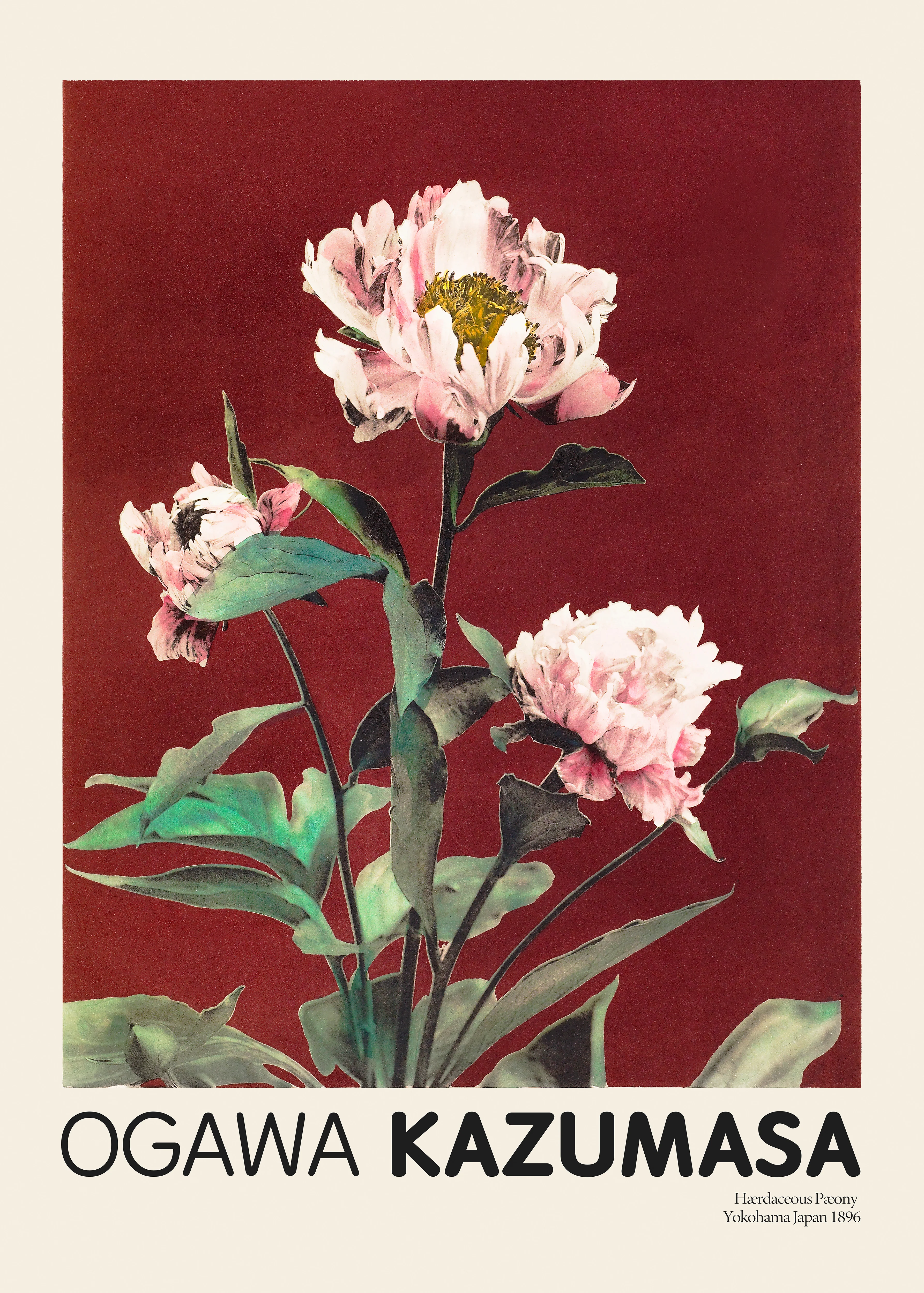Herbaceous-Peony-No2-Ogawa-