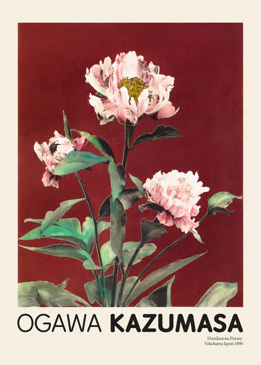 The Herbaceous Peony No2 by Ogawa Kazumasa Poster features pink and white peonies with lush green leaves on a maroon background, epitomizing Japanese elegance. OGAWA KAZUMASA is beautifully inscribed at the bottom of this exquisite piece.