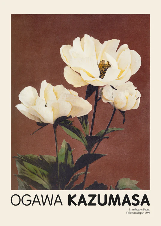 A brown background highlights white and pale yellow peonies with green leaves. Ogawa Kazumasa is inscribed below, capturing the essence of Japanese elegance, along with Herbaceous Peony Yokohama Japan 1896.