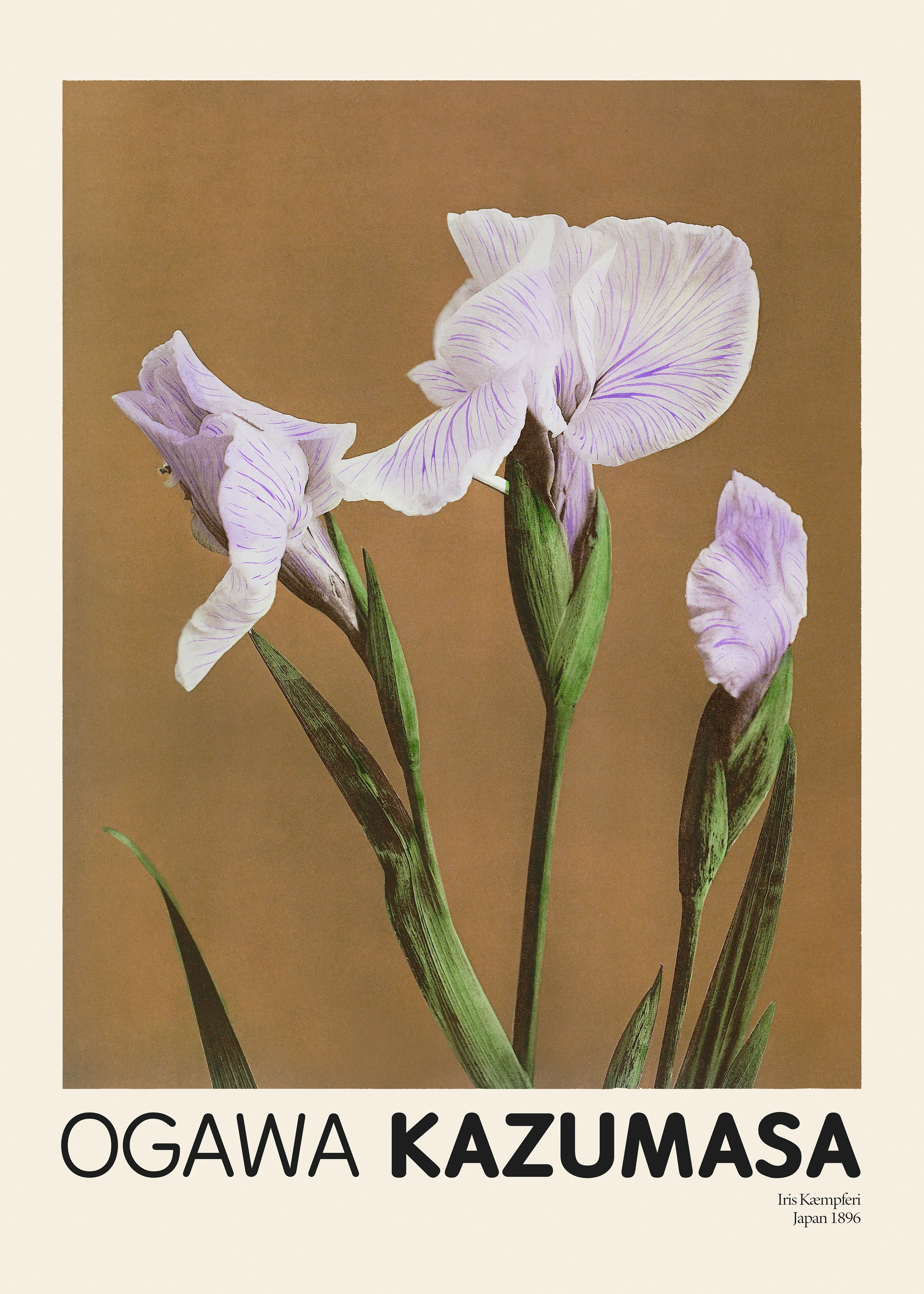 Iris-Kaempferi-Ogawa-Kazumasa-