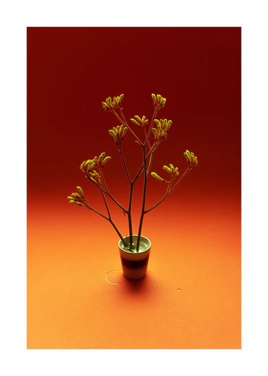 50 x 70 cm / White border