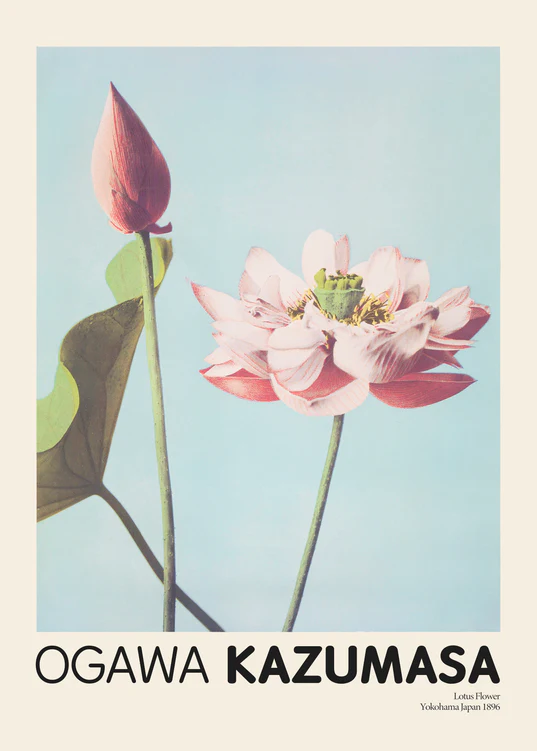 The Lotus Flowers by Ogawa Kazumasa poster features a vintage botanical illustration of a lotus and bud on a light blue backdrop, reflecting Japanese aesthetics. Bold text reads Ogawa Kazumasa, while smaller text in the bottom right corner states Lotus Flower Yokohama Japan 1896.