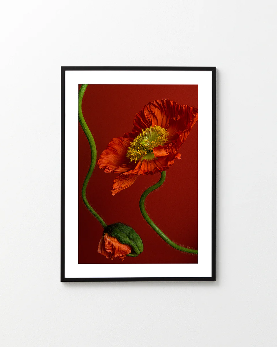 The Poppy on Red Poster beautifully captures nature with two red poppies: one in vibrant orange bloom with a yellow center and the other a closed bud, set against a rich, deep red background that highlights their vivid green stems.