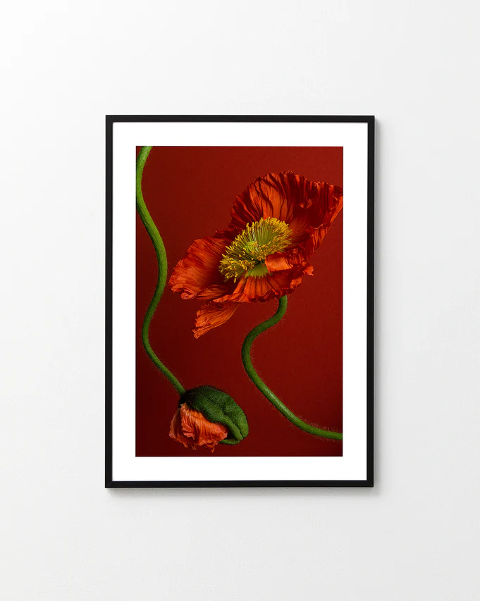 The Poppy on Red Poster beautifully captures nature with two red poppies: one in vibrant orange bloom with a yellow center and the other a closed bud, set against a rich, deep red background that highlights their vivid green stems.