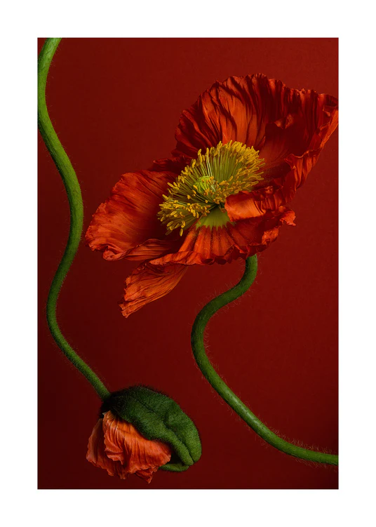The Poppy on Red Poster elegantly captures natures beauty with a vibrant orange poppy, its yellow center glowing against a rich red backdrop. A green stem gracefully curves next to a closed bud at the images base, embodying natural elegance.