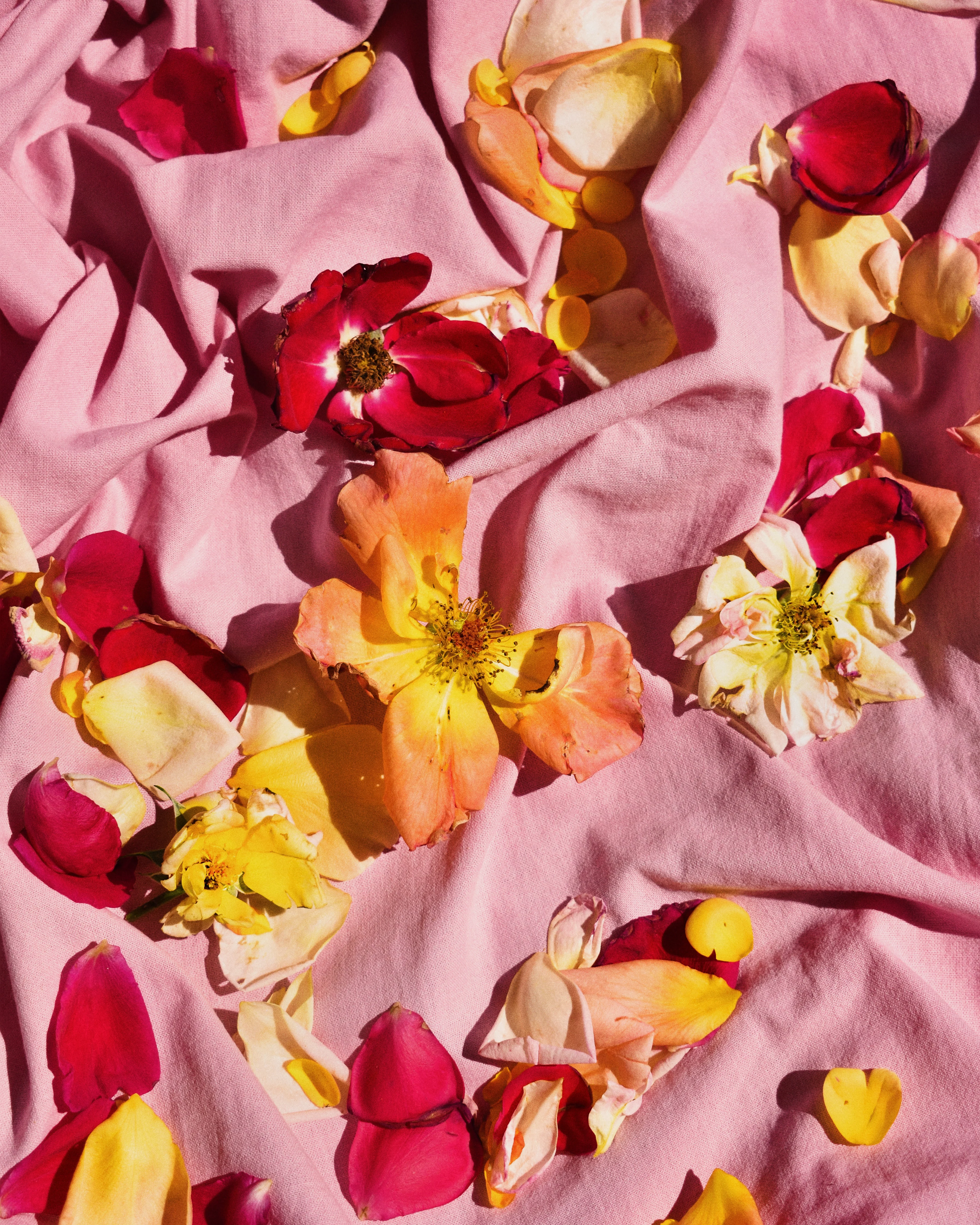Fallen Garden Roses Botanical Poster - Romantic & Playful | Wallbaby
