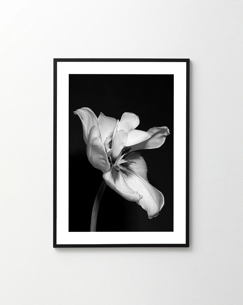 Tulip Bw Poster
