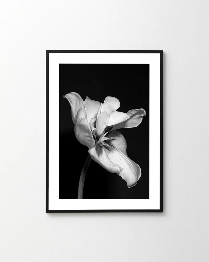 Tulip Bw Poster