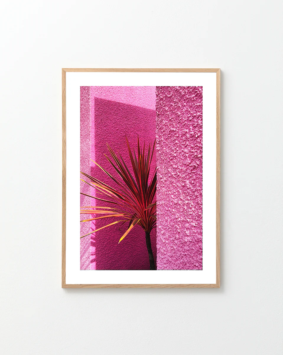 The Pink Wall in Santa Monica Poster by Hanna KL captures Californian landscape art, featuring a vibrant red and yellow plant casting shadows on a bright pink wall. Bold contrasts and geometric shapes evoke a modern, abstract vibe reflective of Santa Monicas artistic flair.