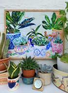 House Plants and Succulents