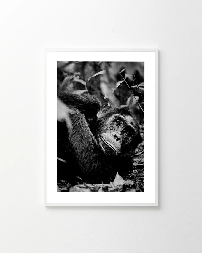 The Thinking About Things Poster showcases a black and white photo of a contemplative chimpanzee resting amidst foliage and leaves. Framed elegantly, this artwork hangs beautifully on a white wall, capturing its wondering expression.