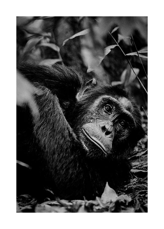 Chimpanzee hanging from a branch in the jungle.