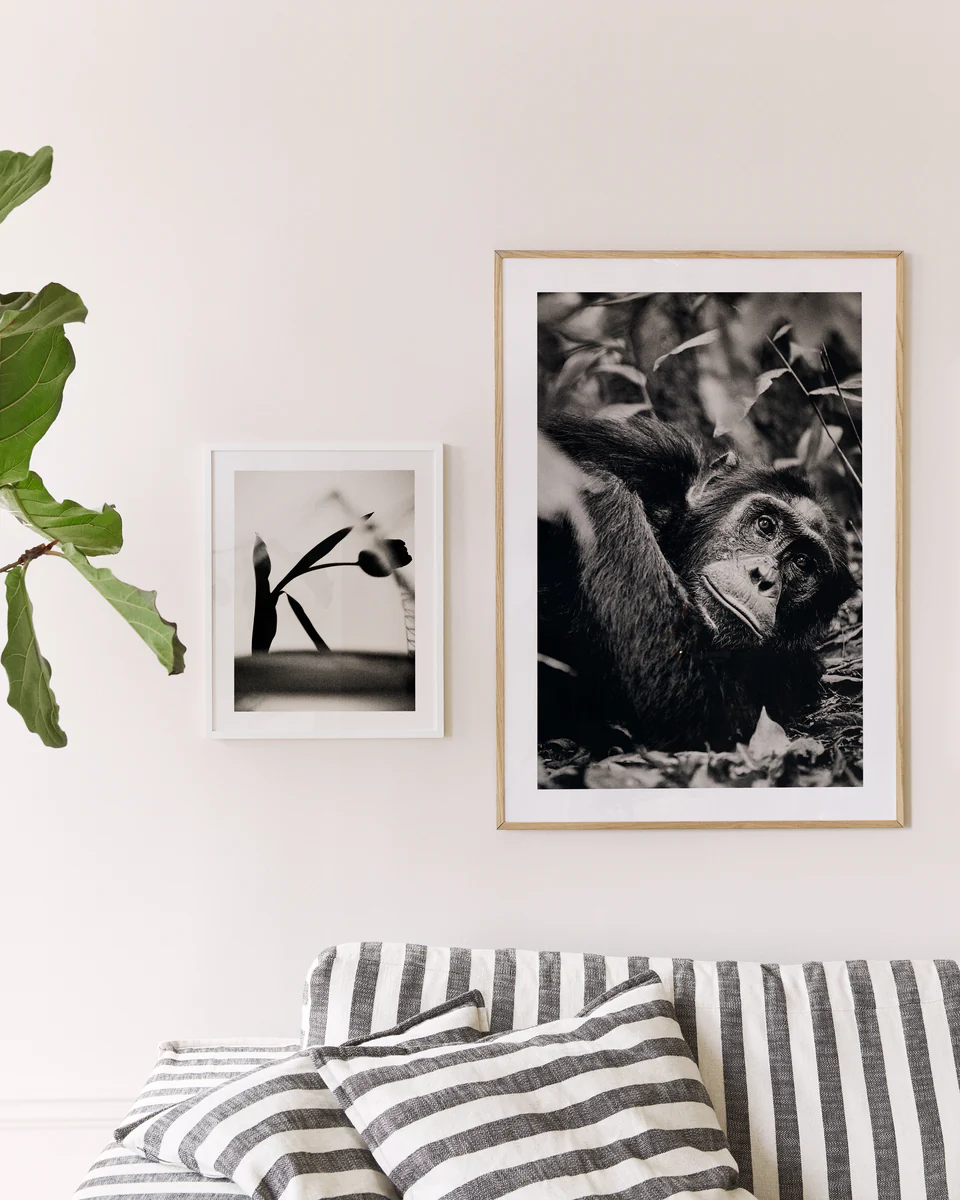 A minimalist living room has a striped sofa, a large leafy plant, and two framed black-and-white photos: one of a chimpanzee in a pondering pose and the Thinking About Things poster featuring an abstract shape that sparks curiosity.