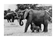 Elephant baby walking next to his mother.