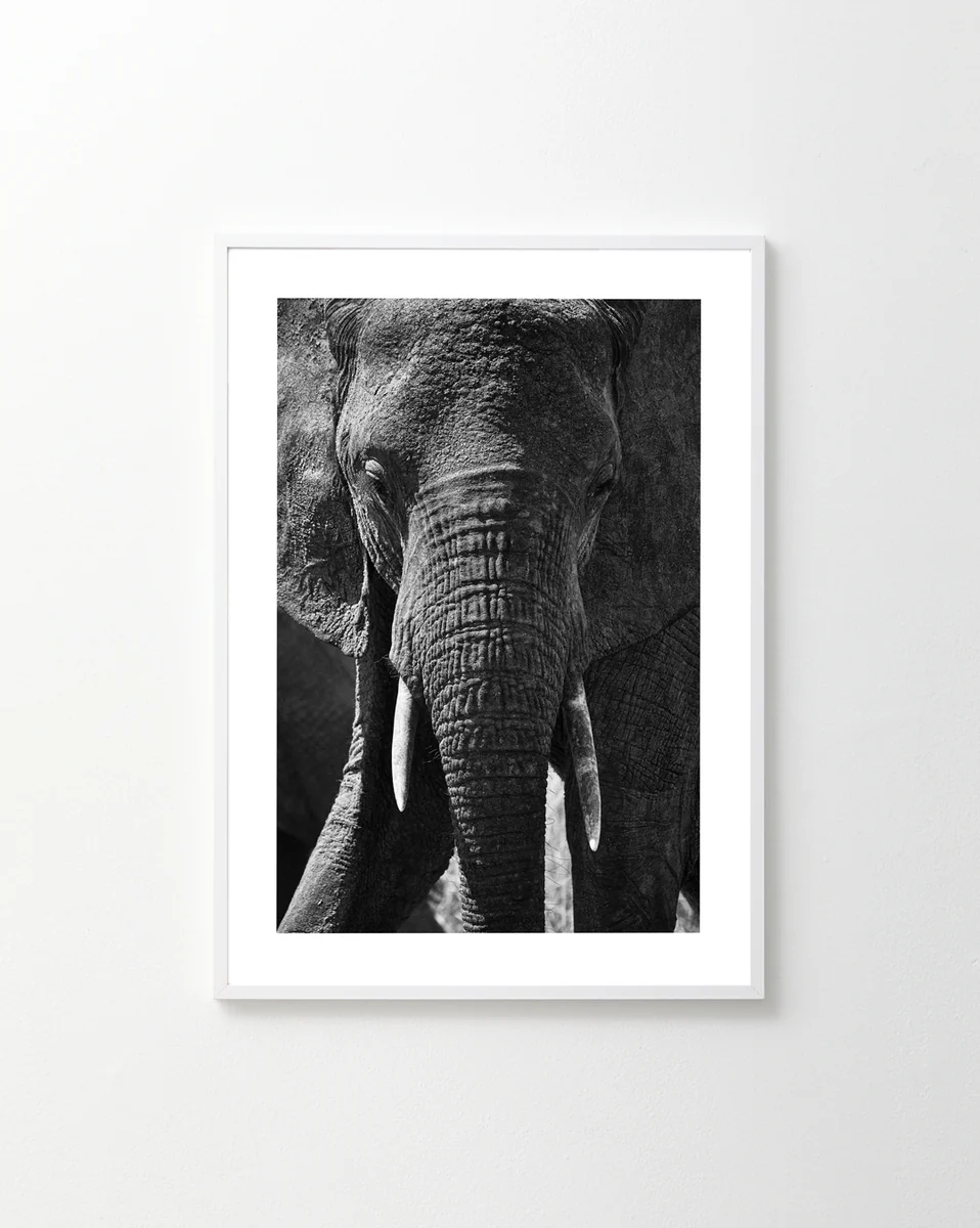 The Gentle Authority Poster, featuring a black and white elephant in a white frame, adorns a plain wall. The majestic creature stands front-facing, highlighting its textured skin and tusks, weaving a subtle story of natures power and grace.