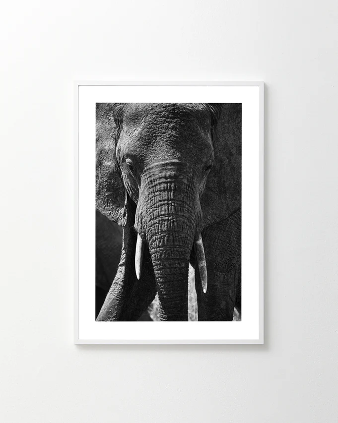 The Gentle Authority Poster, featuring a black and white elephant in a white frame, adorns a plain wall. The majestic creature stands front-facing, highlighting its textured skin and tusks, weaving a subtle story of natures power and grace.