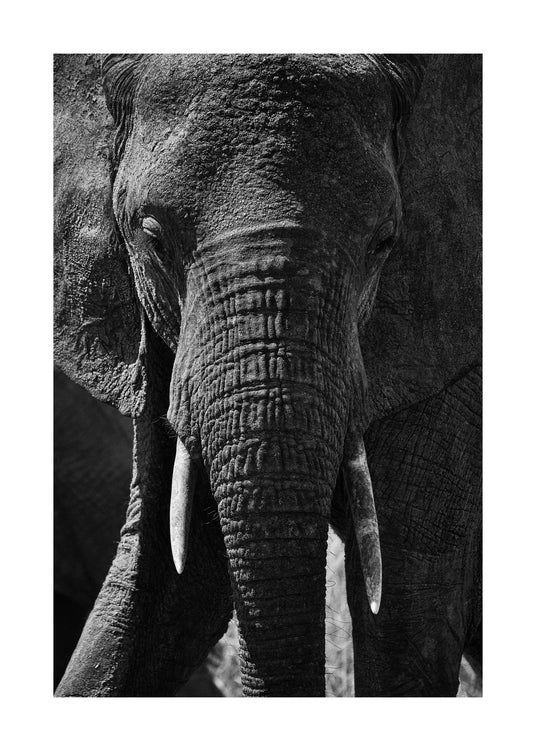 Portrait of an elephant with a wrinkly trunk and white tusks.