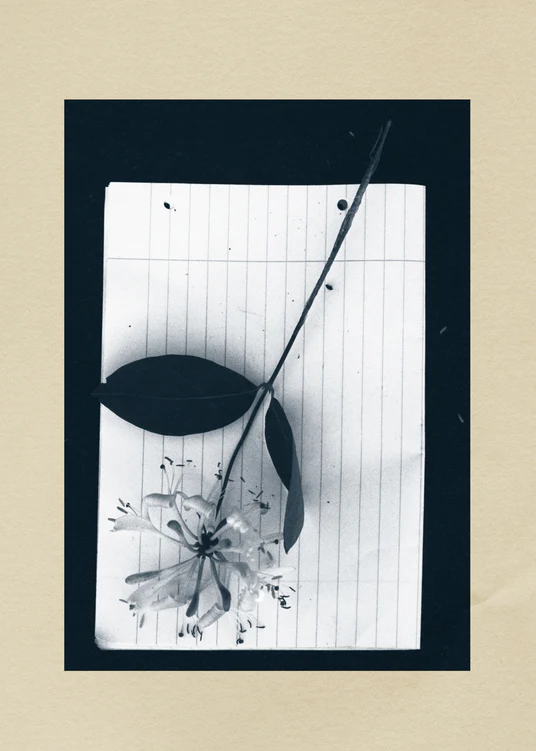 Flower laying on a lined piece of paper framed in black and beige.