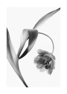 A blooming tulip photographed with an x-ray.