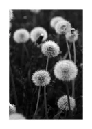 Dandelions after they’ve blossomed and turned into fluffy balls of air.
