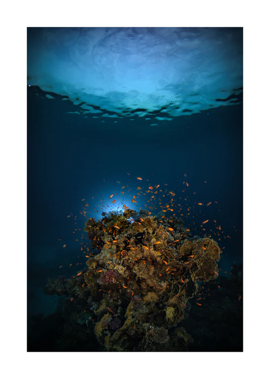 Reef on the bottom of the blue ocean full of corals and a bunch of orange fish.