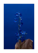 Blue flowers in front of a deep blue background.
