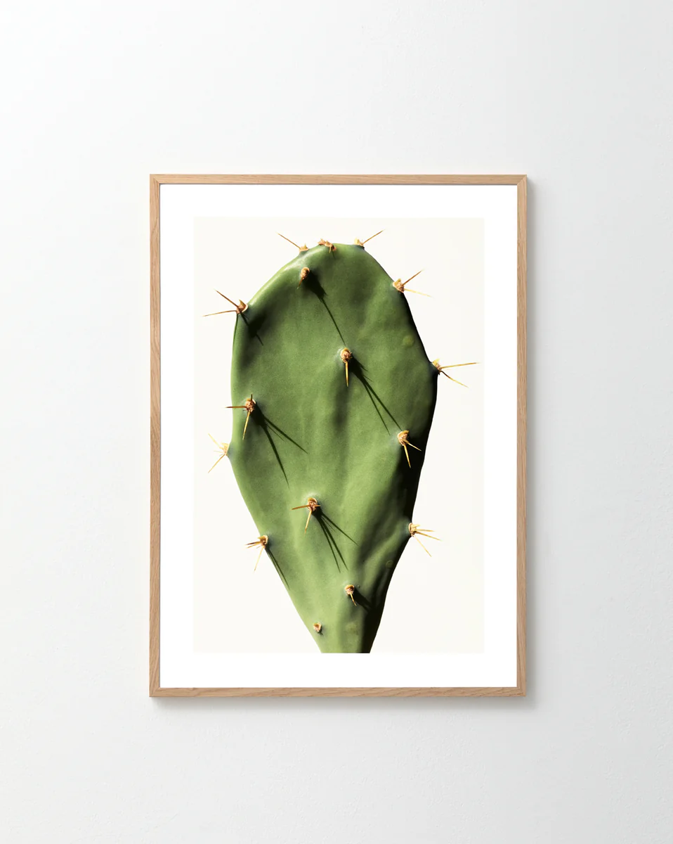Green cactus leaf with yellow thorns on a blank canvas.
