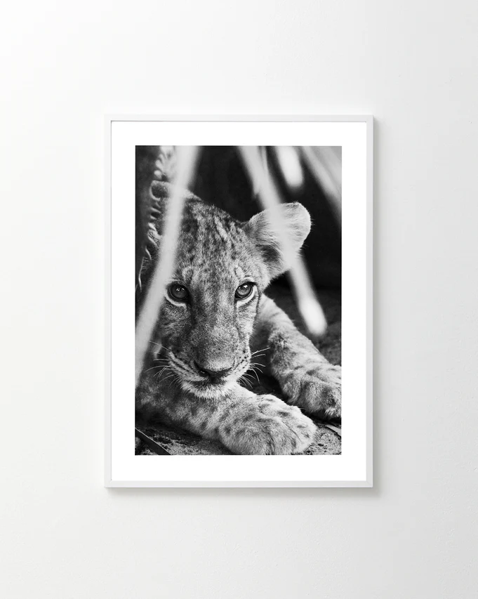 The Busy Growin Up Poster features a lion cub in its awkward stage, lying down and gazing at the camera. Framed on a white wall, the black and white photo captures the essence of growing up, with blurred foreground elements enhancing its youthful gaze.
