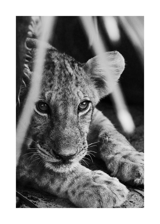 Cheetah cub lying in the shadows.