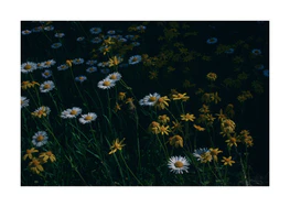 Yellow and white daisies growing on a green field.