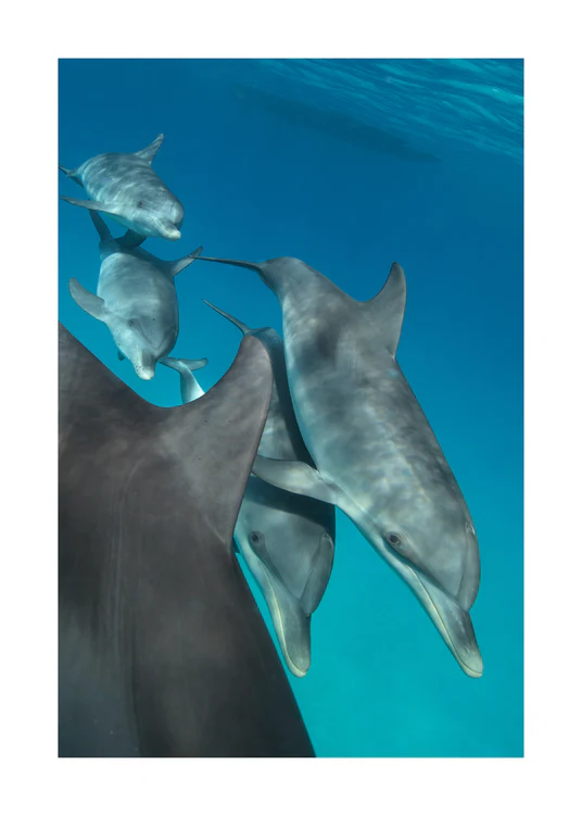 Group of dolphins swimming close together in the blue ocean.