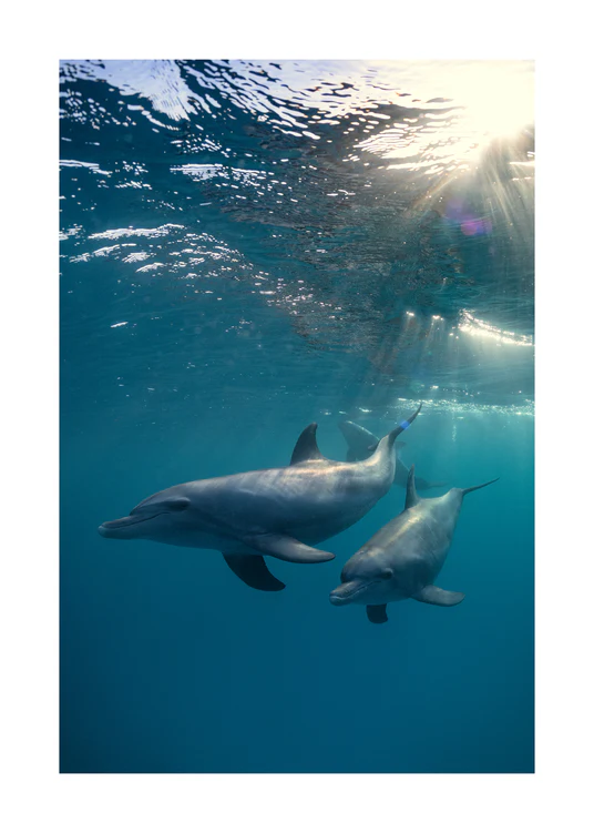 A pair of dolphins playing in the blue sea close to the surface of the water.