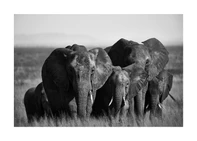 A pack of elephants walking across a field.