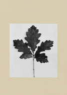 A leaf from an oak tree lying on a squared piece of white paper framed in beige.