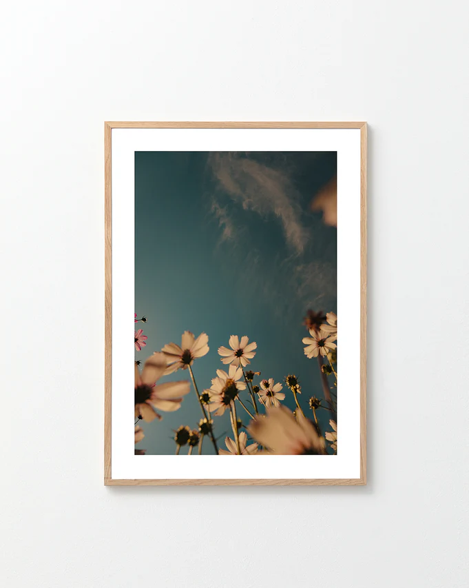 View from underneath of white flowers reaching towards the clear blue sky.