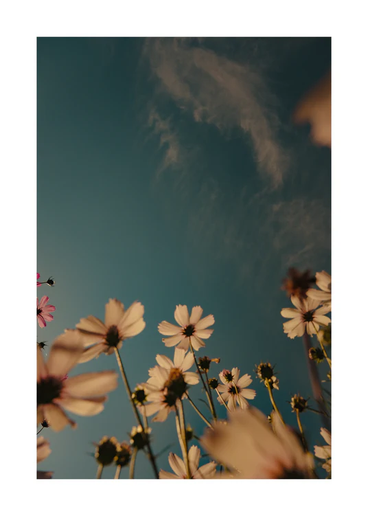View from underneath of white flowers reaching towards the clear blue sky.
