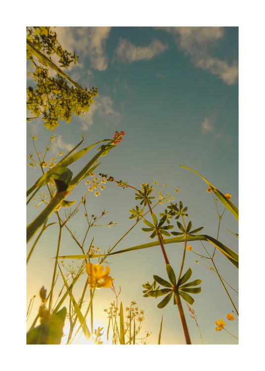 Wildflowers and weeds captured from underneath with the sky as a canvas.
