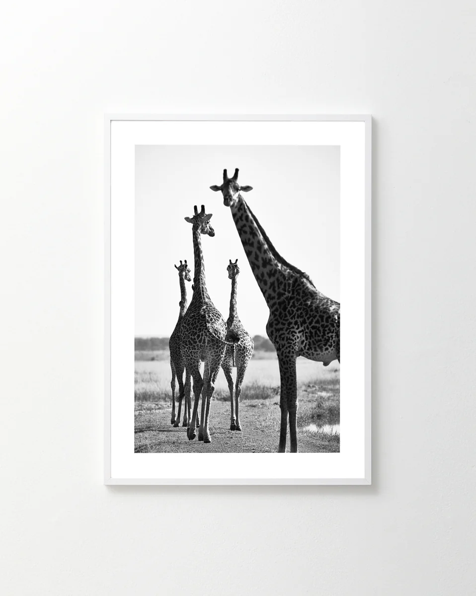 A black and white photo of four giraffes standing together on a vast plain, reminiscent of a synchronized exercise routine. The What Are You Waiting For? Poster is elegantly framed and displayed on a white wall, capturing their tall, graceful stature like personal trainers poised for action.