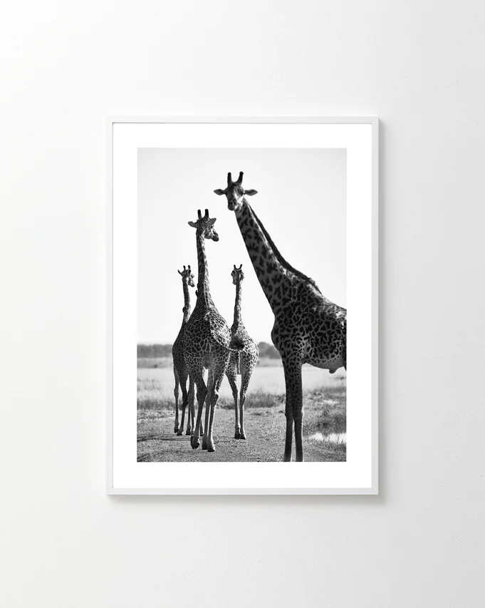A black and white photo of four giraffes standing together on a vast plain, reminiscent of a synchronized exercise routine. The What Are You Waiting For? Poster is elegantly framed and displayed on a white wall, capturing their tall, graceful stature like personal trainers poised for action.