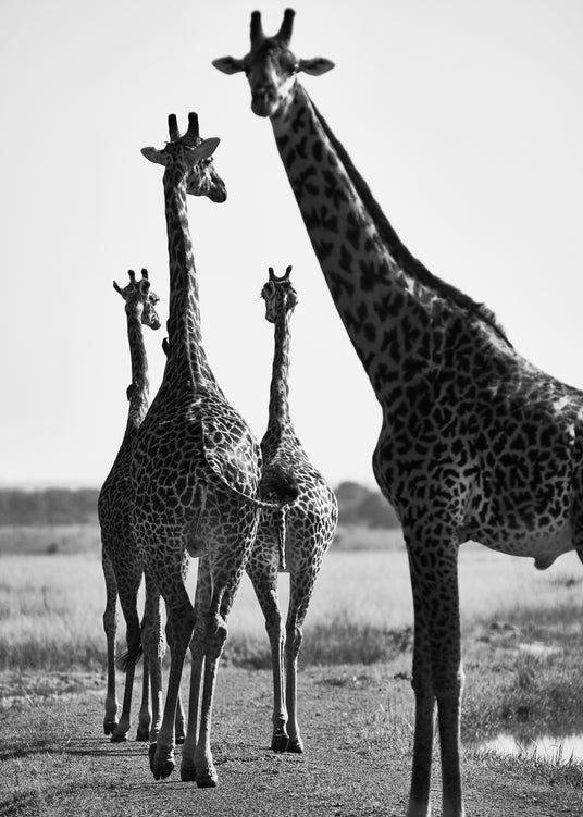Giraffen, die gemeinsam über eine unbefestigte Straße laufen.