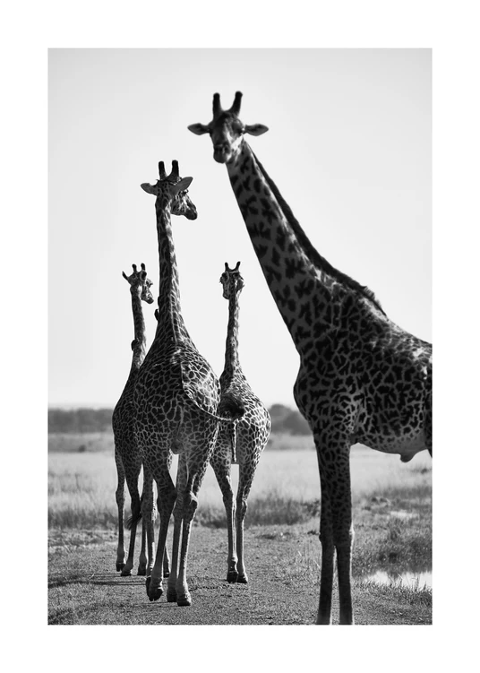Giraffes walking together on a dirty road.