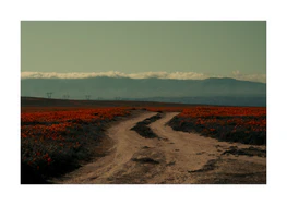 Winding road going through a landscape with red poppy fields and high mountains.