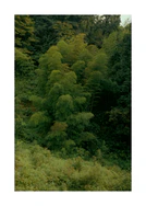 Lush leafy forest full of different trees in all shades of green. 