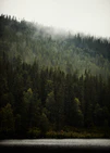 Misty forest growing on a hillside above a lake in all shades of green.