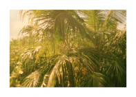 Colorfully green palm trees in tropical weather surrounded by jungle.