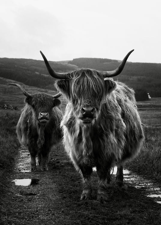 Zwei Hochlandrinder, schwarz-weiß fotografiert auf einer leeren Straße.
