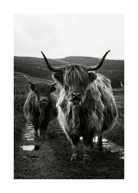 Two highland cattle cows photographed in black and white on an empty road.