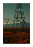 Electric line constructions standing in the middle of a red sea of flowers.