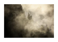 Cinematic view of a forest landscape behind a veil of white clouds.