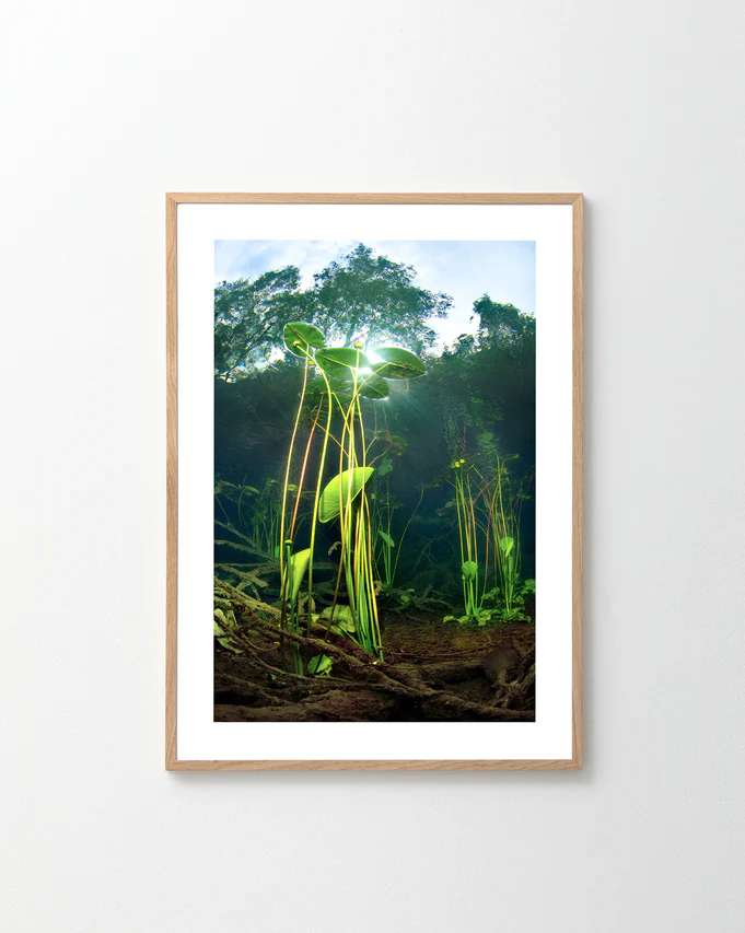 Nymphaea Poster